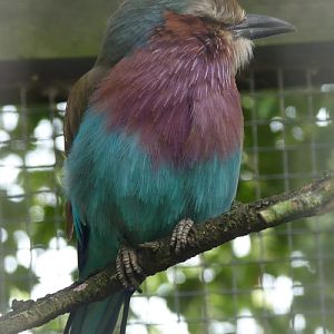Lilac-breasted roller (Coracias caudata)