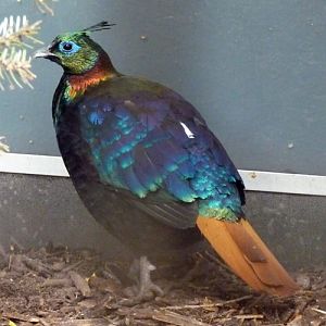 Himalayan monal (Lophophorus impejanus)