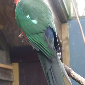 Australian king parrot (Alisterus scapularis)