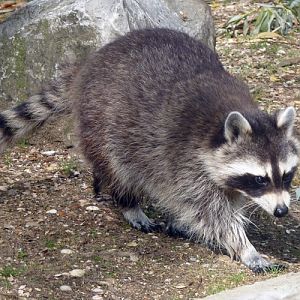 Northern raccoon (Procyon lotor)
