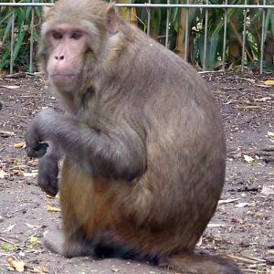 Rhesus macaque (Macaca mulatta)