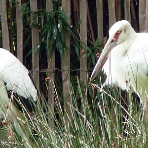 Maguari storks (Ciconia maguari)