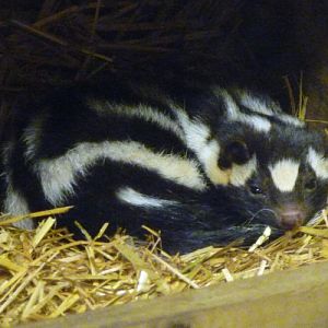Eastern spotted skunk (Spilogale putorius)