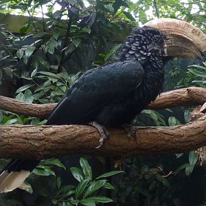 Silvery-cheecked hornbill (Bycanistes brevis)