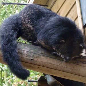 Palawan binturong (Arctictis binturong whitei)