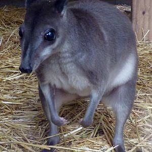 Greater forest wallaby (Dorcopsis hageni)