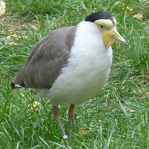 Masked lapwing (Vanellus miles)