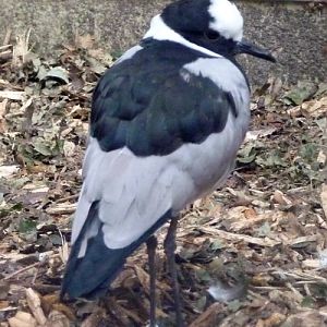 Blacksmith plover (Vanellus armatus)