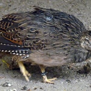 Chilean tinamou (Nothoprocta perdicaria)