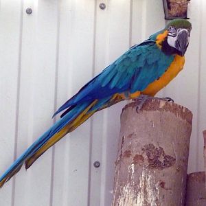 Blue and yellow macaw (Ara ararauna)