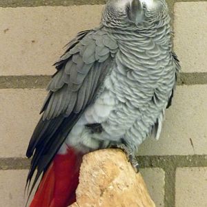 Grey parrot (Psittacus erithacus)