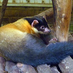 Northern yellow-throated marten (Martes flavigula aterrima)