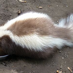 Striped skunk (Mephitis mephtis)