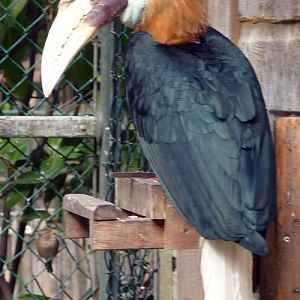 Papuan hornbill (Aceros plicatus)