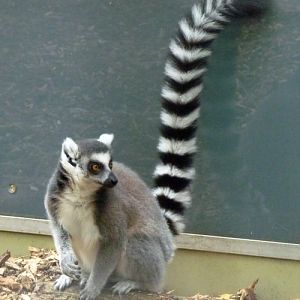 Ring-tailed lemur (Lemur catta)