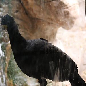 Bare-Faced Curassow
