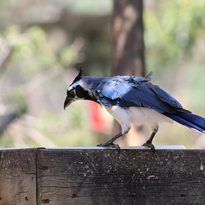 Black-Throated Magpie-Jay