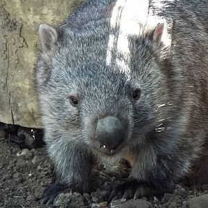 Mainland Wombat
