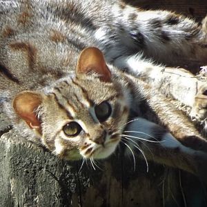 Rusty Spotted Cat
