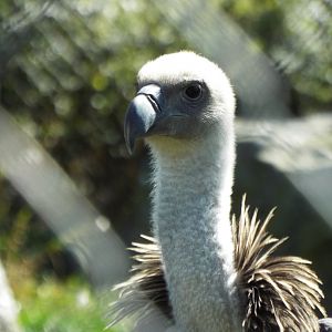 Ruppell's Griffon Vulture