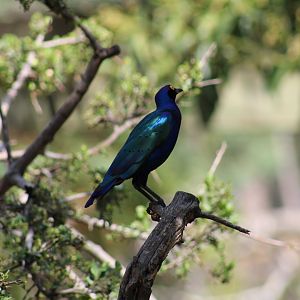 Purple Glossy Starling