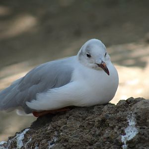 African Grey-Headed Gull