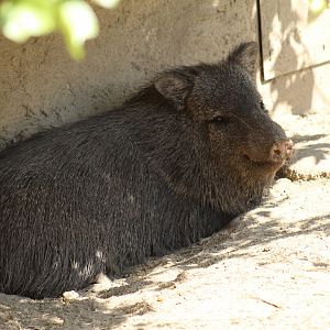 Southern Collared Peccary