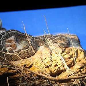 Mexican Pygmy Rattlesnake