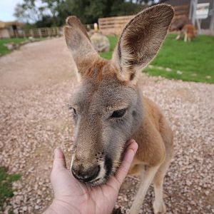 Friendly Kangaroo