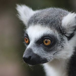Lemur