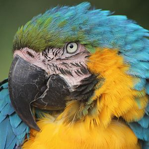 Blue Macaw
