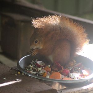 Red Squirrel