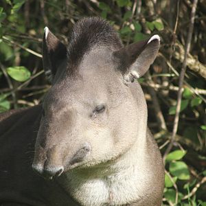 Tapir - My favs :)