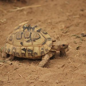 Baby Leopard Tortoise