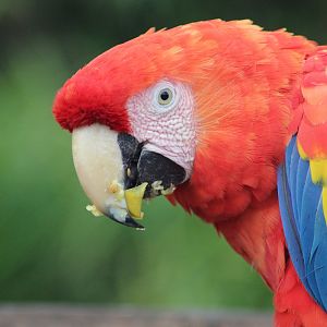 Red Macaw