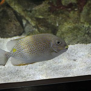 Orange-Spotted Spinefoot