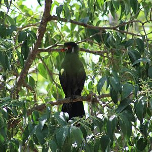 White-Cheeked Turaco