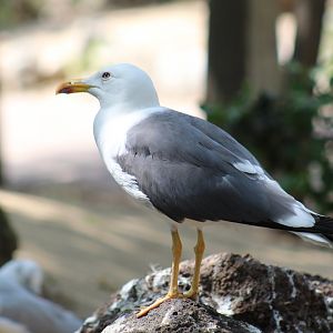 Yellow-Legged Gull