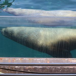Steller's Sea Lion