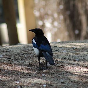 Iberian Magpie