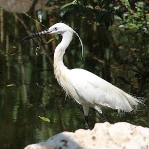 Little Egret