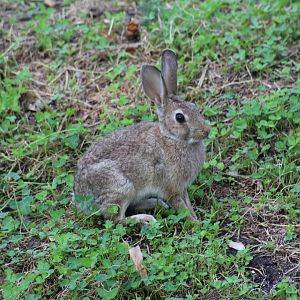 Iberian Rabbit