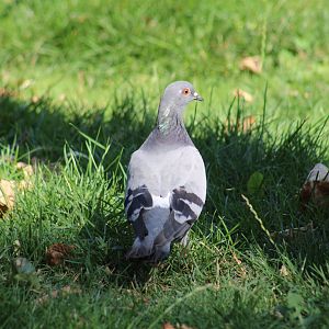 Wild Rock Dove?