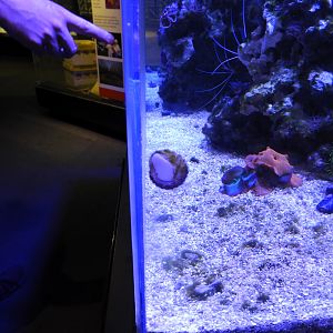 Astraea Turbo Snail (Astraea tecta)