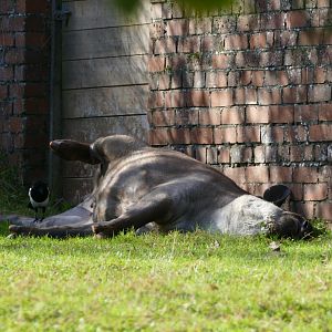 Brazilian tapir, October 2018