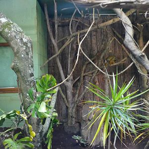 Revamped pygmy slow loris enclosure, October 2018