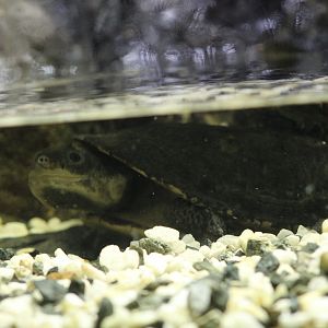 Amazon Toadhead Turtle