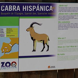 Spanish Ibex Signage