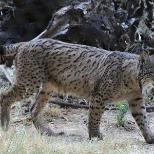 Iberian Lynx