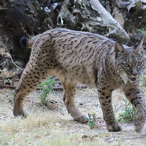Iberian Lynx